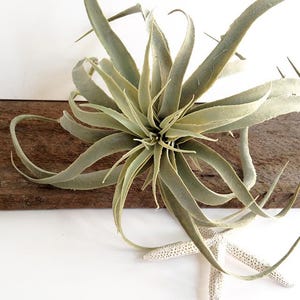 Faux Xerographica, xerographic air plant, tillandsia, faux tillandsia, faux air plant image 7