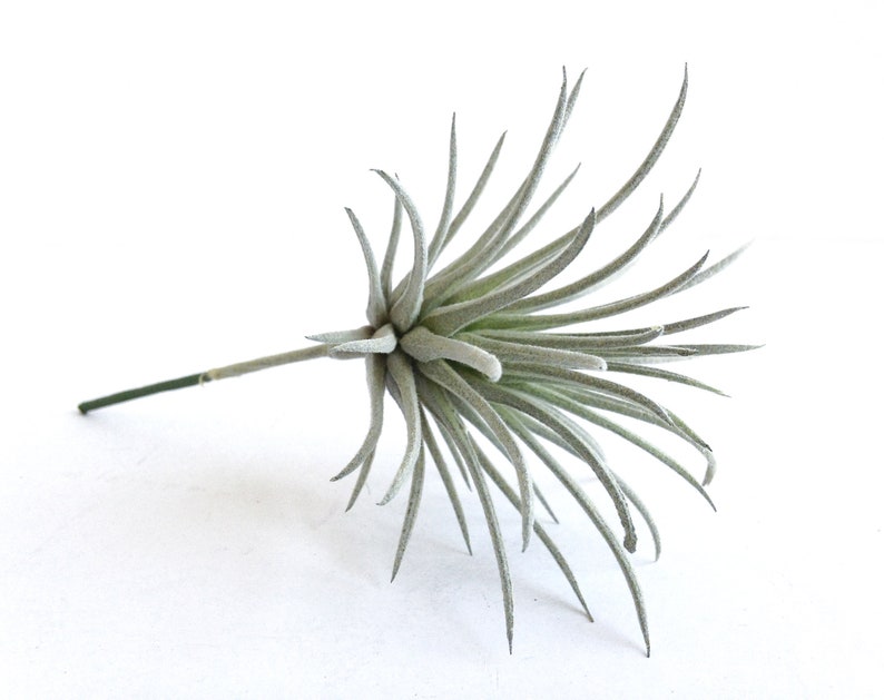 Mini Faux Air Plant Artificial Air Plant Gray Tillandsia Etsy