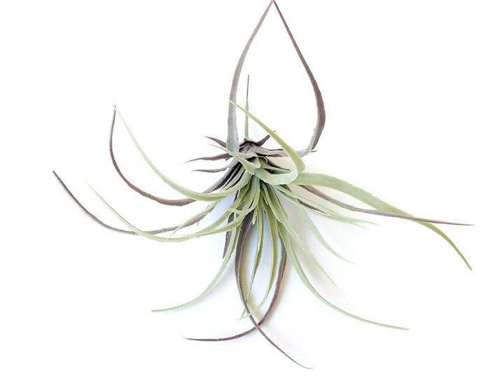 Tillandsia Faux Air Plant Faux Stricta Large Air Plant Etsy
