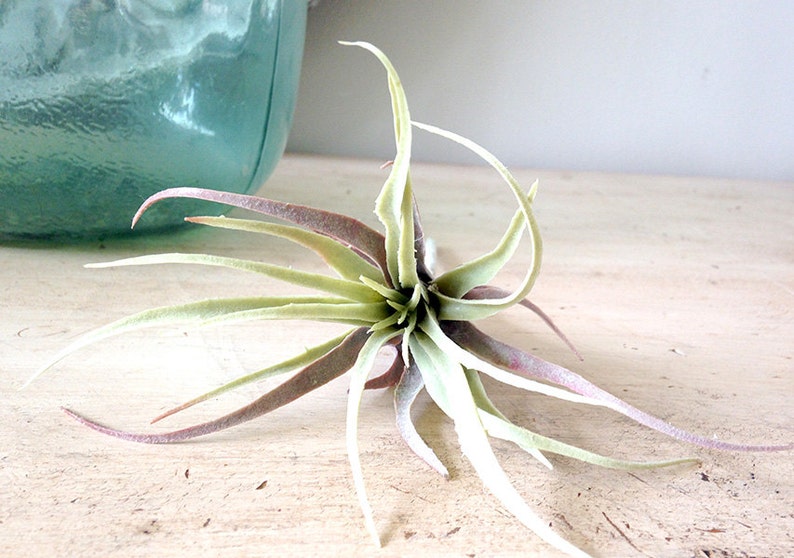 Faux Air plant, air plant, air plant, hanging air plant, tillandsia, Stricta, Tillandsia Tenuifolia image 3