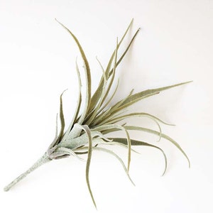 Faux Air plant, air plant, air plant, hanging air plant, tillandsia, Stricta, Tillandsia Tenuifolia image 5