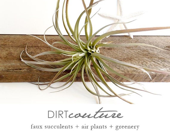 Air Plant Stricta, Faux Air Plant, Faux Tillandsia, Fake Air Plant, Faux  Succulent, Tillandsia Stricta 