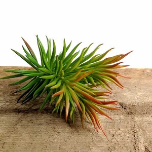 May include: A cluster of artificial succulent plants with green and red leaves. The plants are arranged in a spiky, starburst shape.