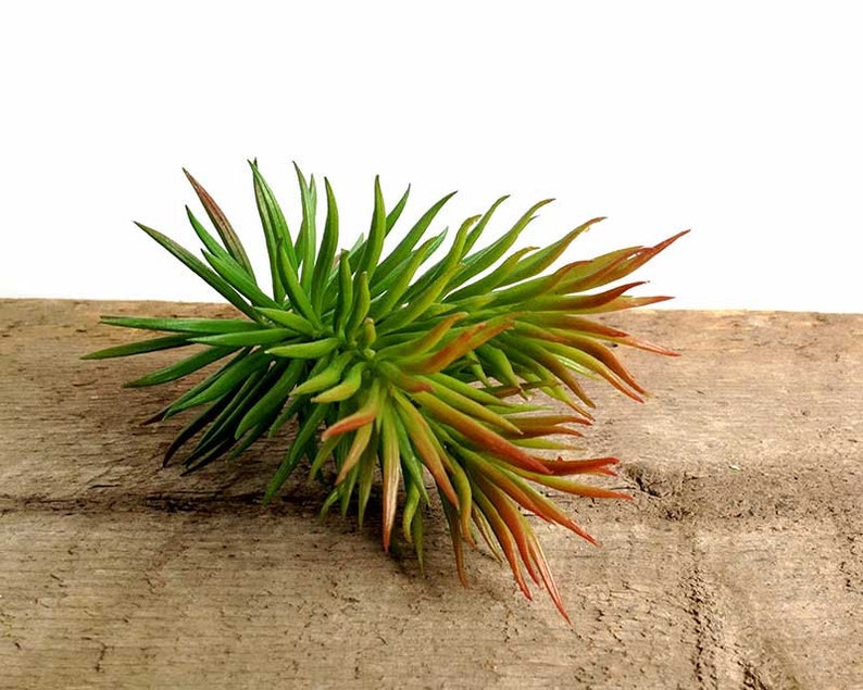 Crassula succulente, fausse succulente, crassula tetragona, fausse succulente, succulente hérissée image 2