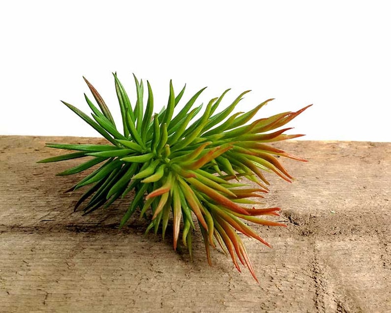 May include: A cluster of artificial succulent plants with green and red leaves. The plants are arranged in a spiky, starburst shape.