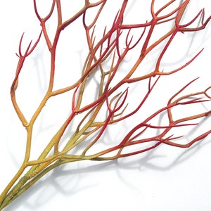 Red Faux Fire Stick Pencil Cactus, Euphorbia Tirucalli image 9