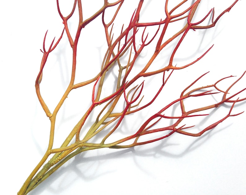 Red Faux Fire Stick Pencil Cactus, Euphorbia Tirucalli image 9