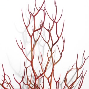 Red Faux Fire Stick Pencil Cactus, Euphorbia Tirucalli image 8