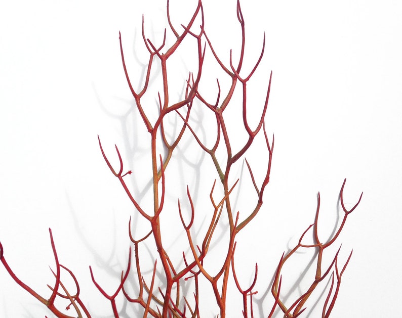 Red Faux Fire Stick Pencil Cactus, Euphorbia Tirucalli image 8