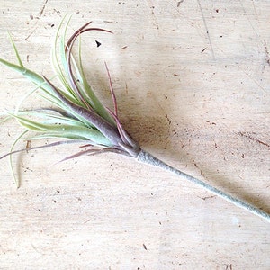 Faux Air plant, air plant, air plant, hanging air plant, tillandsia, Stricta, Tillandsia Tenuifolia image 8