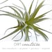 see more listings in the FAUX AIR PLANTS section