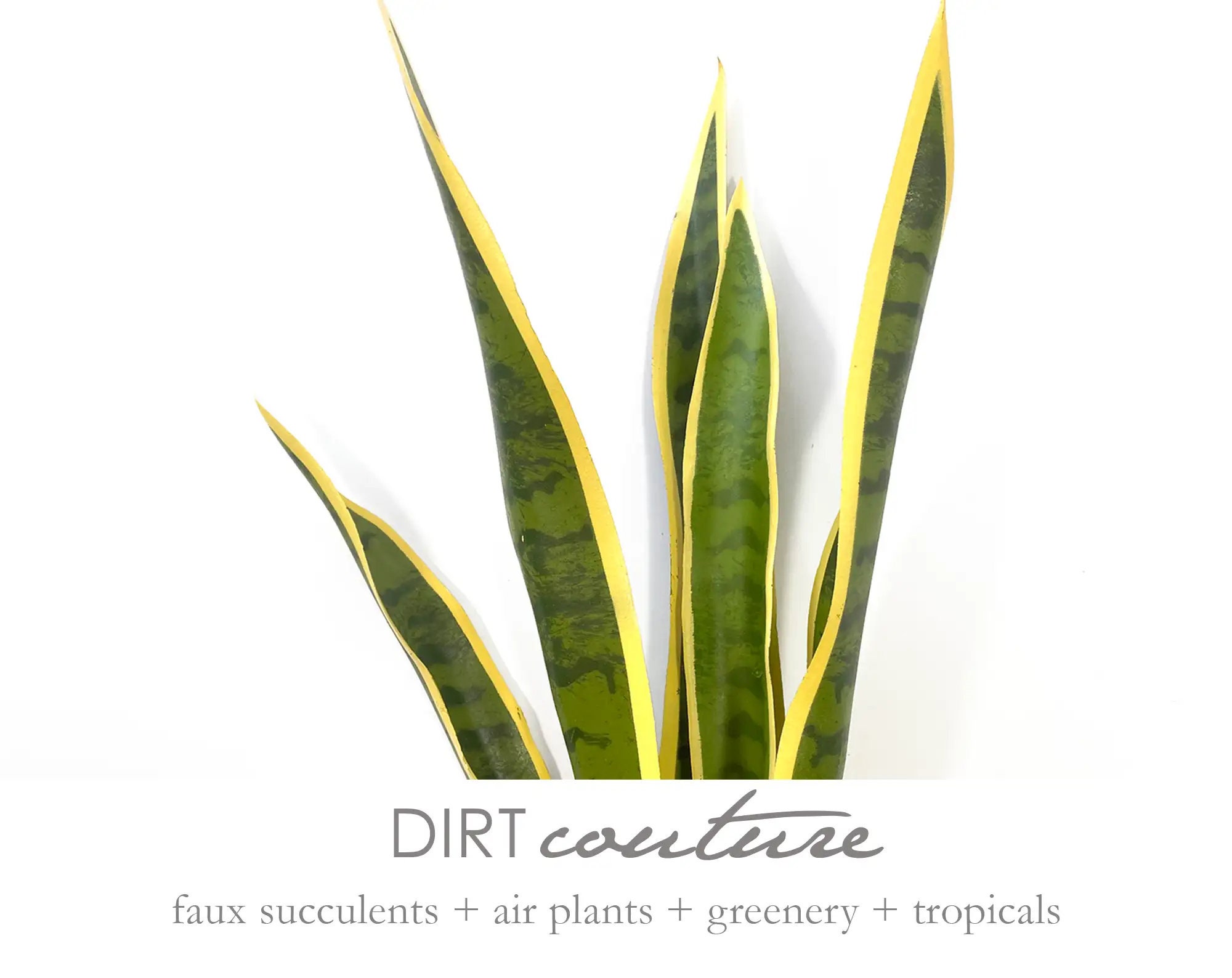 images of a spider plant Spider Plant (Chlorophytum Comosum) main image 1