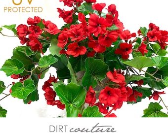 UV-resistant geranium, premium quality, indoor outdoor plant, red geraniums
