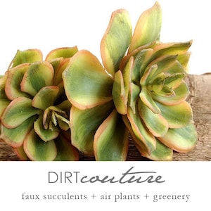 Pode incluir: Duas plantas suculentas artificiais com folhas verdes e amarelas e bordas laranja. As plantas est&atilde;o dispostas sobre uma superf&iacute;cie de madeira. O texto "DIRTcouture" est&aacute; abaixo das plantas. O texto "faux succulents + air plants + greenery" est&aacute; abaixo do texto "DIRTcouture".