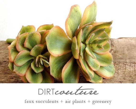 Aeonium, variegated aeonium, faux succulent, fake succulent, fake plant, artificial succulent, variegated plant, large succulent, wedding