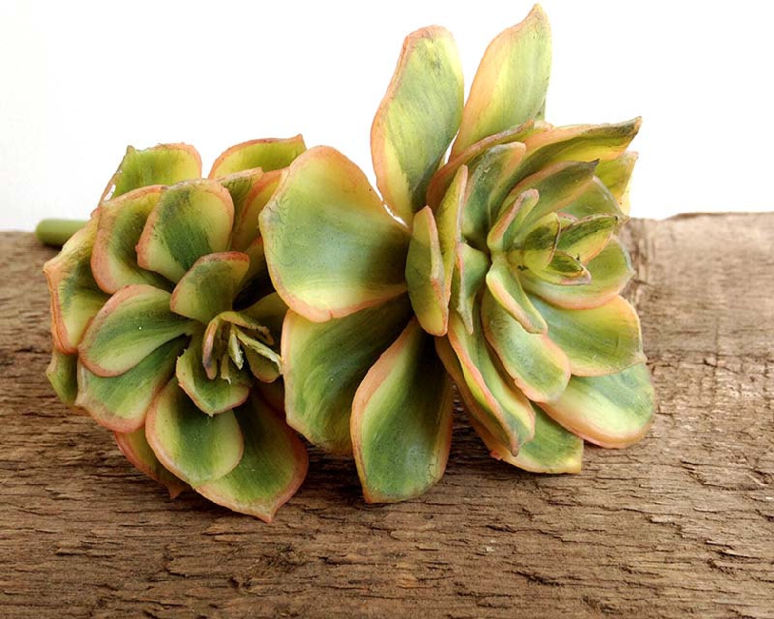 Aeonium Variegated Aeonium Faux Succulent Fake Succulent Etsy