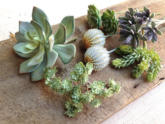 Large Succulent Collection, Artificial, Succulent Plants, Succulent  Arrangement, Cactus Arrangement - Etsy