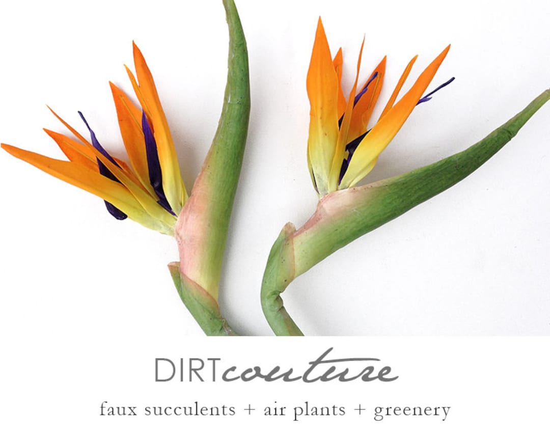 希少】初期KEONI OF HAWAII 『BIRD OF PARADISE』