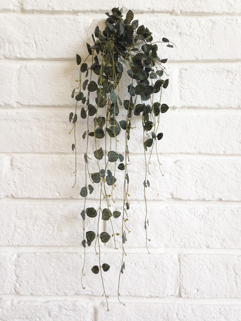 string of hearts plant string of hearts plant