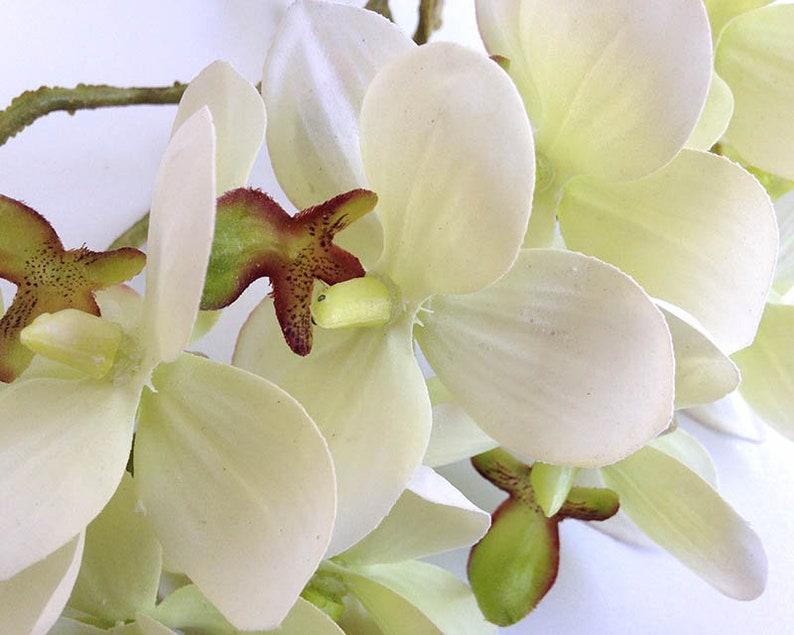 Orchid, faux orchid flower, silk orchid, tropical plant, artificial orchid, phalaenopsis, white orchid image 5