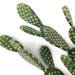 2 cactus, Prickly Pear cactus, faux cactus, cactus decor, green cactus, indoor cactus, cactus gift, artificial cactus, cactus arrangement