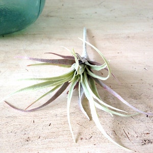 Faux Air plant, air plant, air plant, hanging air plant, tillandsia, Stricta, Tillandsia Tenuifolia image 7