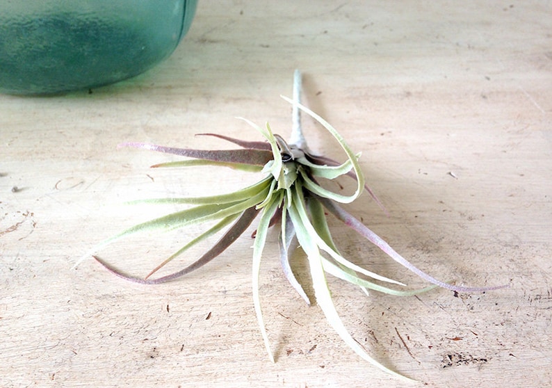 Faux Air plant, air plant, air plant, hanging air plant, tillandsia, Stricta, Tillandsia Tenuifolia image 7