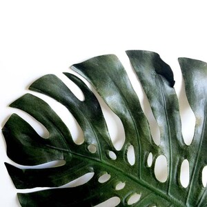 May include: A large, dark green monstera leaf with holes cut out of it. The leaf is isolated on a white background.