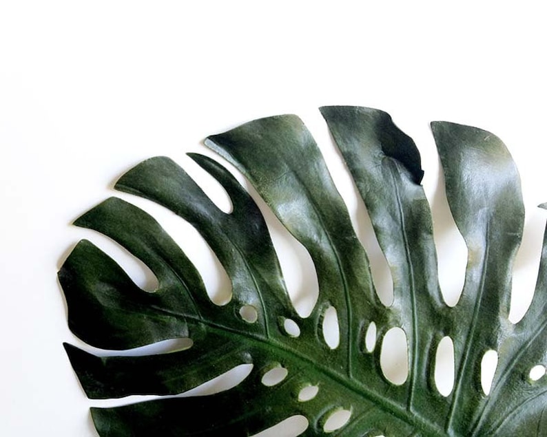 May include: A large, dark green monstera leaf with holes cut out of it. The leaf is isolated on a white background.