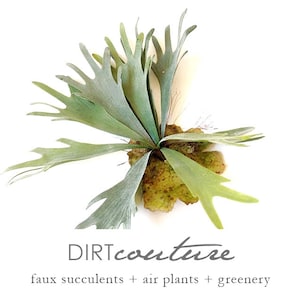May include: A green staghorn fern mounted on a piece of wood. The fern has long, thin leaves that are curled at the ends. The text "DIRTcouture" is below the fern, along with the phrase "faux succulents + air plants + greenery".