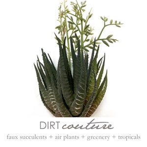 Large Haworthia Fasciata, faux Zebra cactus, Premium