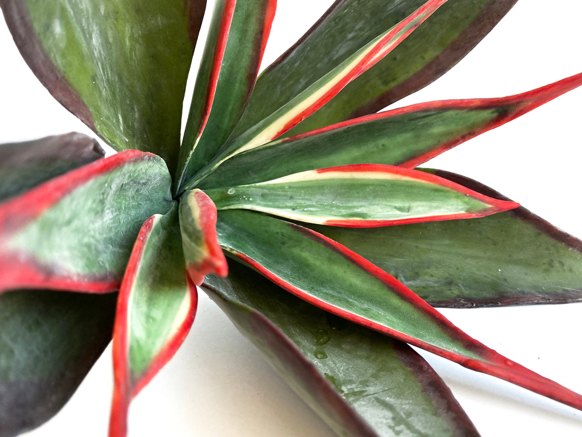 Large Faux Agave indoor plant variegated agave artificial Etsy
