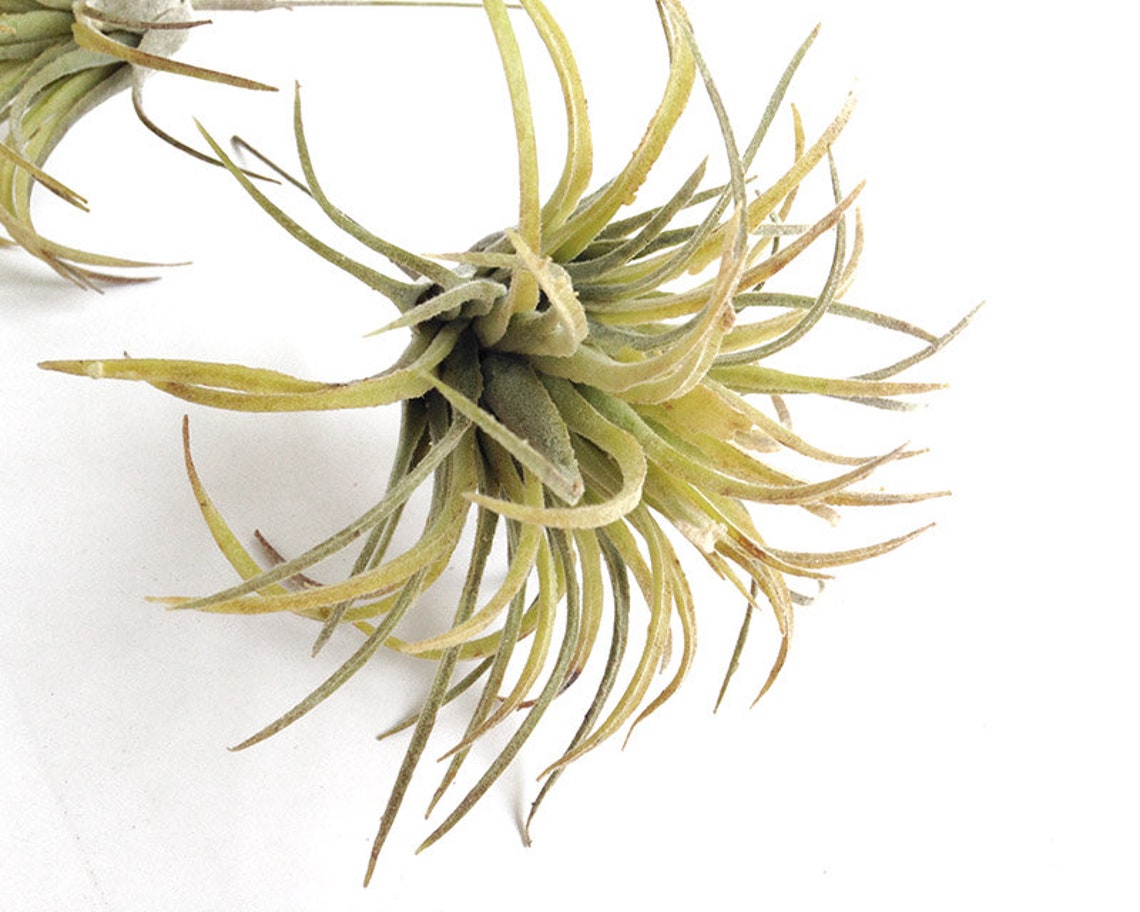 Faux Air Plant Faux Ionantha Air Plant Hanging Air Plant Etsy