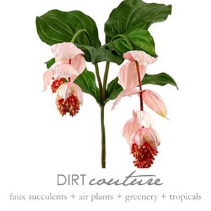Tropical decor, medinilla, tropical pink, tropical flower, beach decor, tropical wedding, tropical plant
