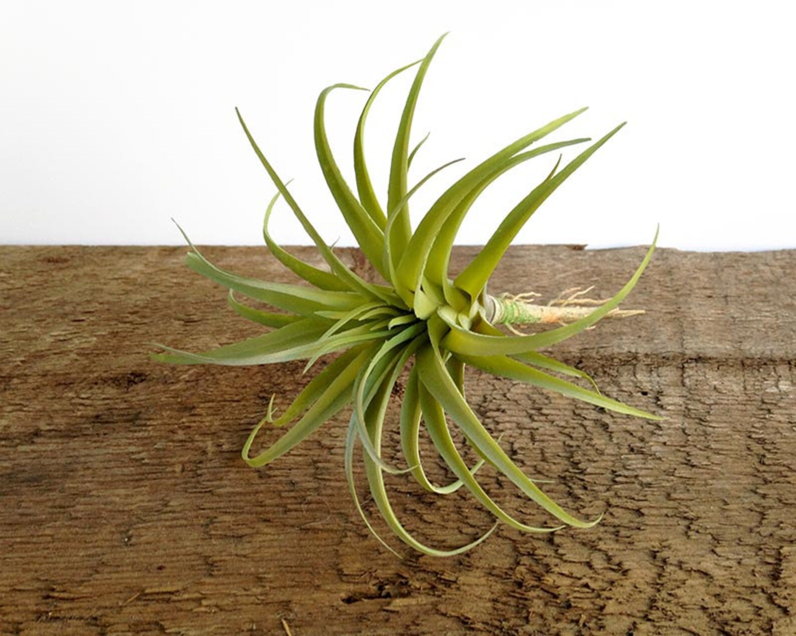 Faux Air Plant Artificial Tillandsia With Pale Green Leaves Etsy