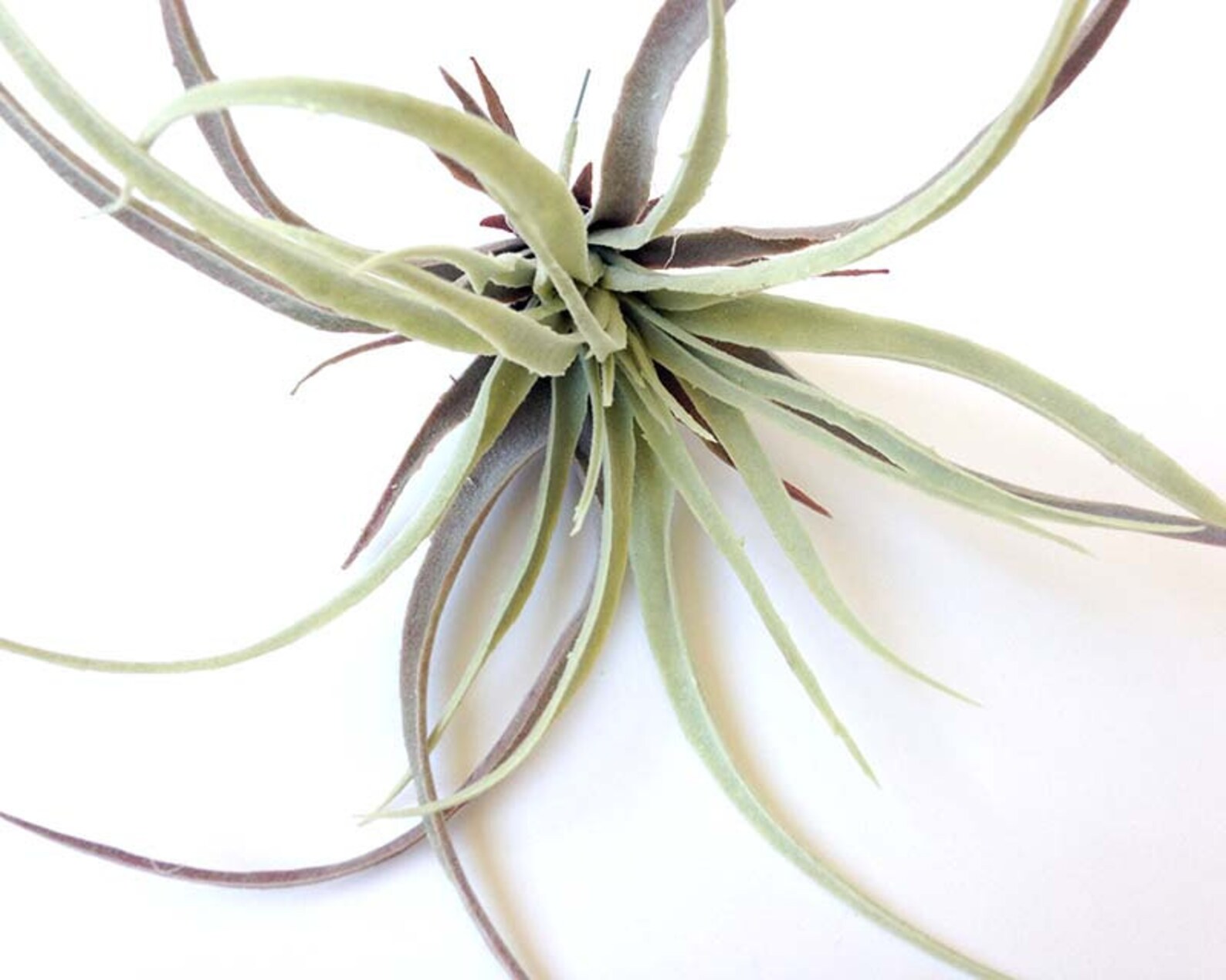 Tillandsia Faux Air Plant Faux Stricta Large Air Plant Etsy