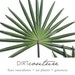 see more listings in the TROPICAL + EXOTIC PLANTS section