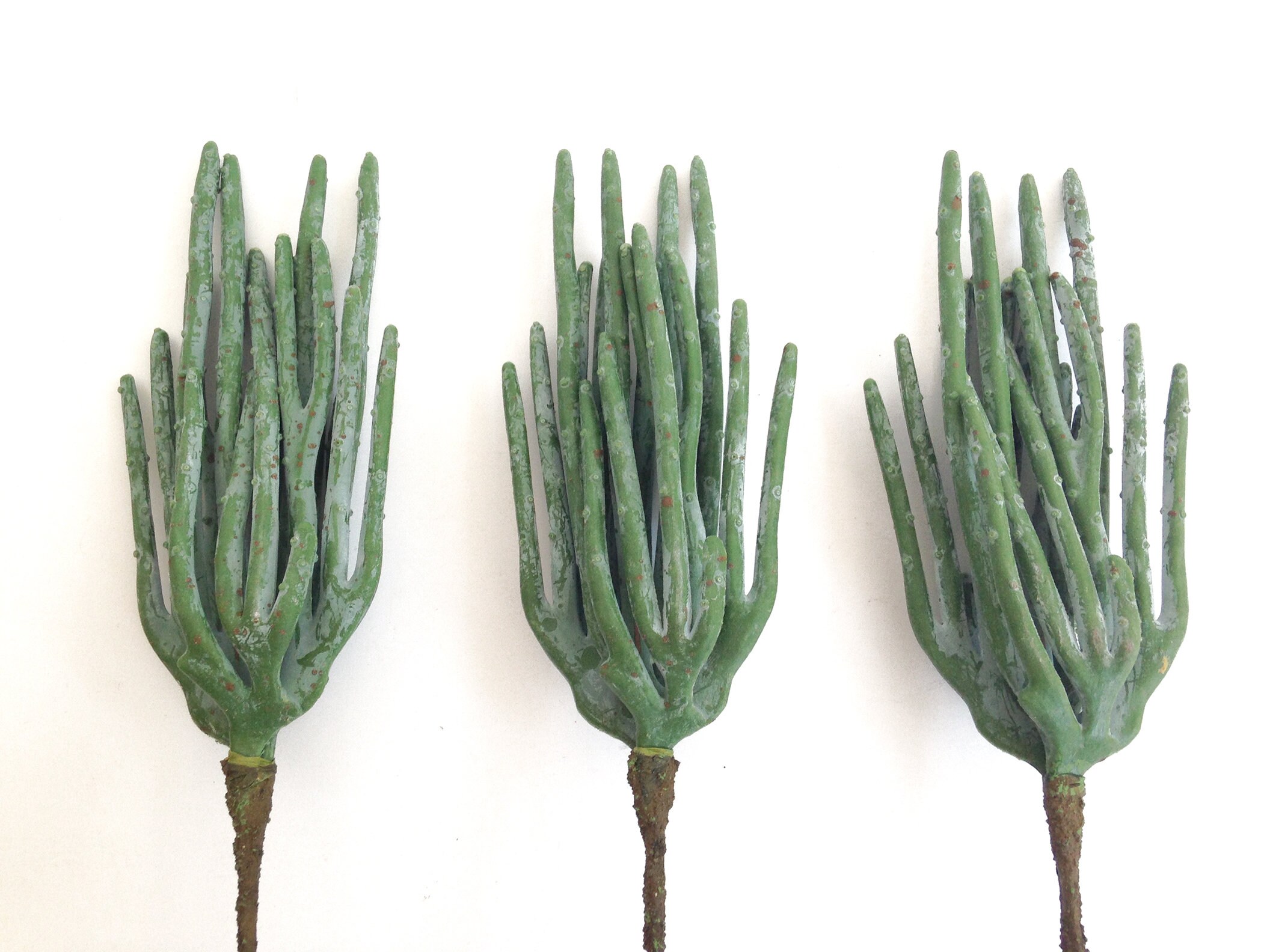 Euphorbia Pencil Cactus Euphoria Utopia Artificial Plant - Etsy Australia Euphorbia Pencil Cactus Euphoria Utopia Artificial Plant - Etsy Australia