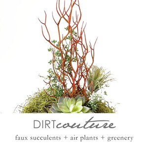 Red Faux Fire Stick Pencil Cactus, Euphorbia Tirucalli image 5