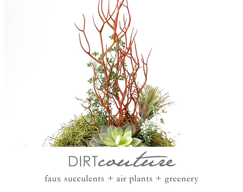 Red Faux Fire Stick Pencil Cactus, Euphorbia Tirucalli image 5