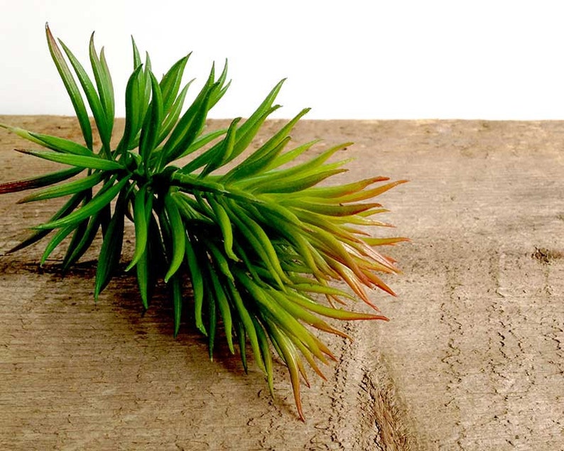 May include: A single stem of artificial succulent with green and red leaves. The succulent is lying on a brown wooden surface.