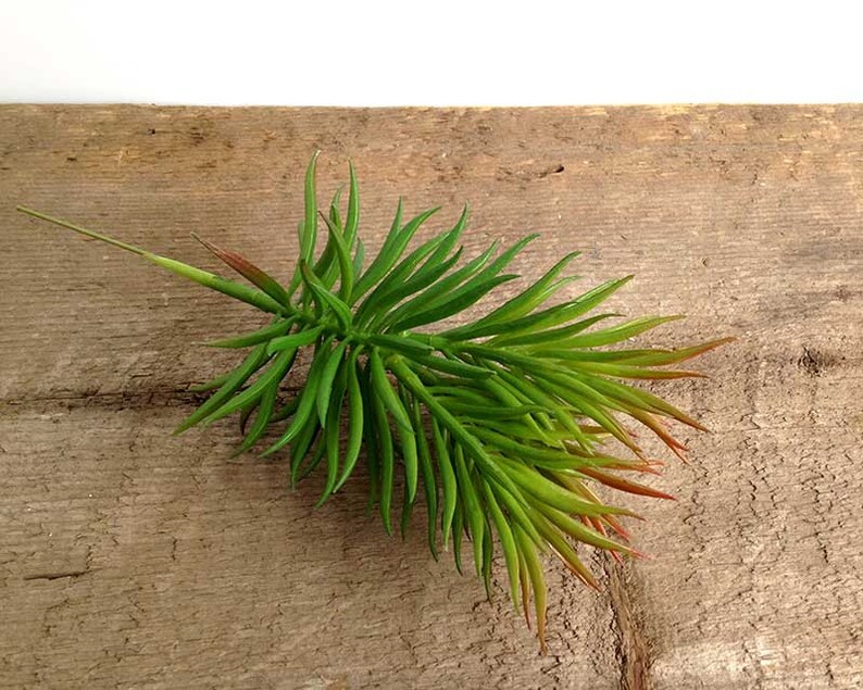 Crassula succulent, fake succulent, crassula tetragona, faux succulent, spiky succulent image 6