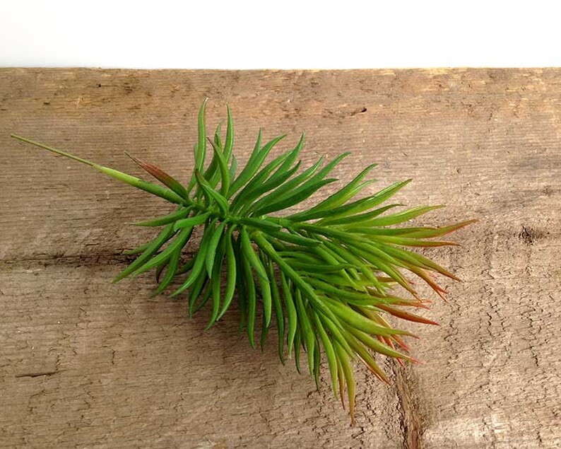 May include: A single artificial succulent plant with long, thin, green leaves. The leaves have a reddish tint at the tips. The plant is on a wooden surface.