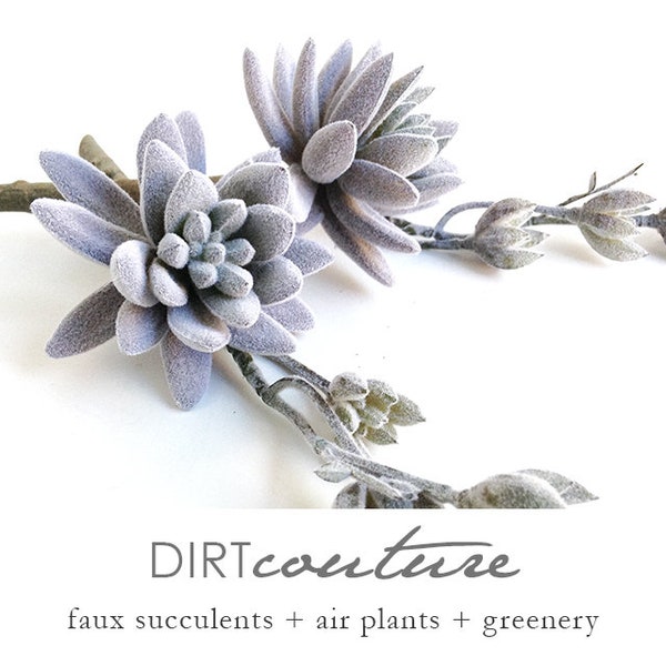Gray Aeonium, blooming aeonium, faux succulent, gray succulent, lavender succulent