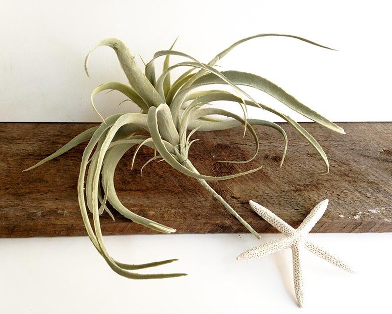 Faux Xerographica, xerographic air plant, tillandsia, faux tillandsia, faux air plant image 5