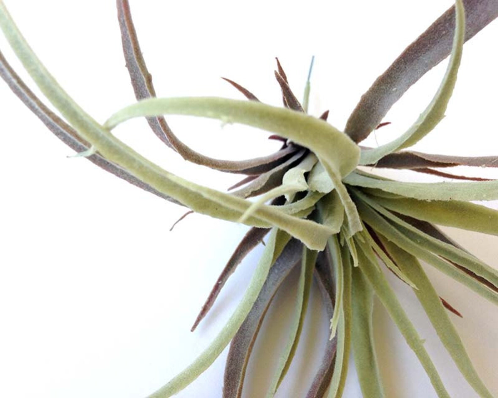 Tillandsia Faux Air Plant Faux Stricta Large Air Plant Etsy