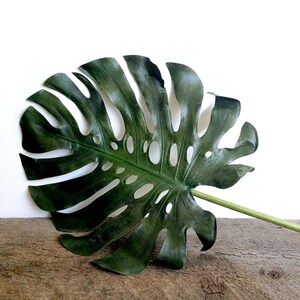 May include: A large, dark green monstera leaf with holes and a long stem. The leaf is lying on a wooden surface.