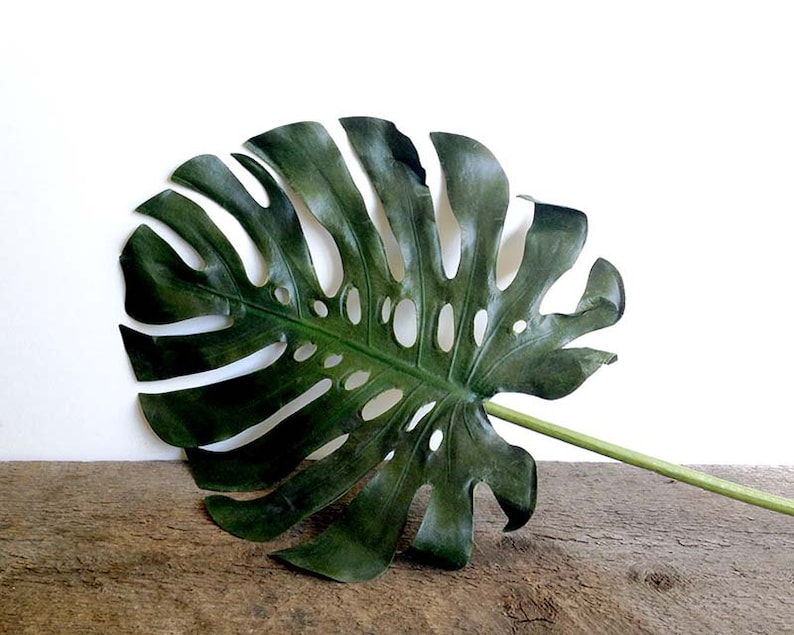 May include: A large, dark green monstera leaf with holes and a long stem. The leaf is lying on a wooden surface.