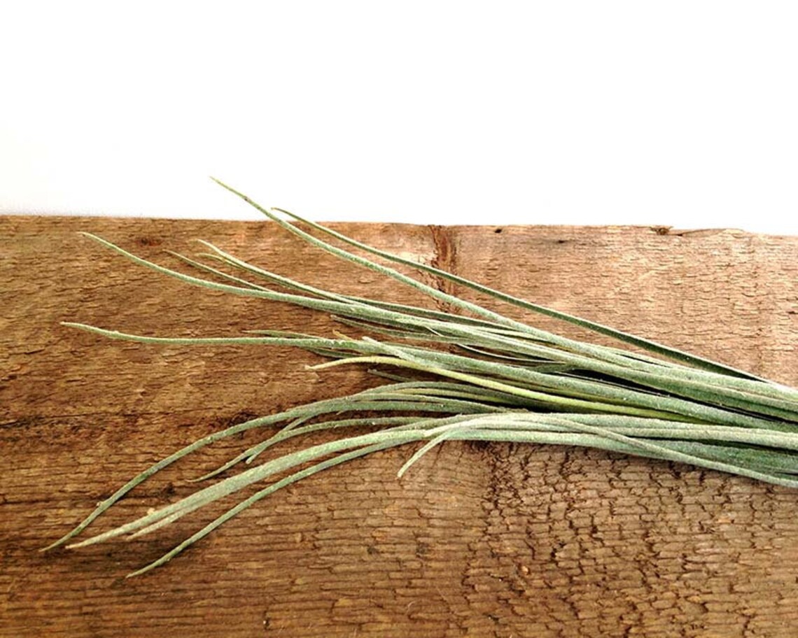 Juncea large air plant faux air plant tillandsia fake air Etsy