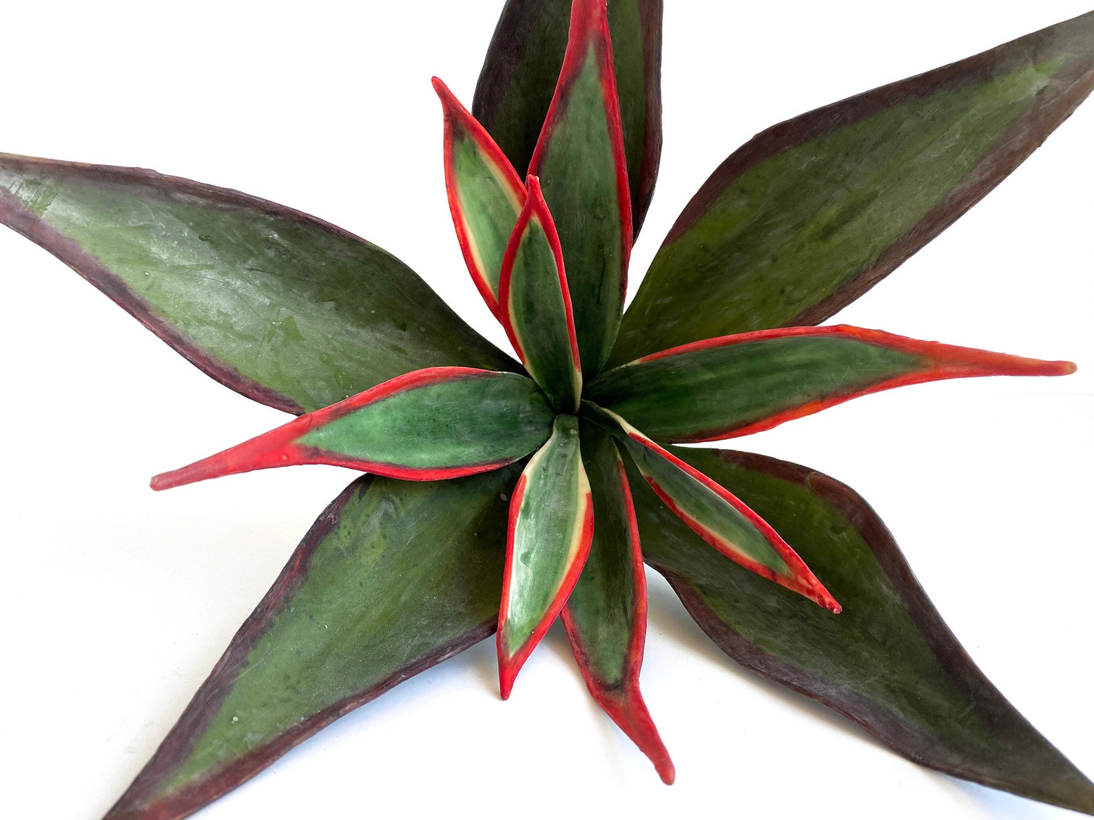 Large Faux Agave indoor plant variegated agave artificial Etsy Italia